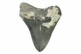 Serrated, Fossil Megalodon Tooth - Georgia #338666-1